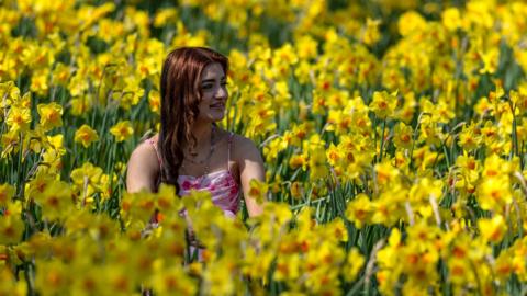 Woman sitting around daffodils in St James Park on 8 April 2026