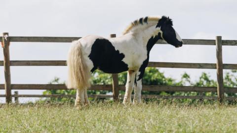 Arty, a 12-year-old piebald cob, stands next to a fence in a field after being rescued from the roadside. He is a white horse with black patches.