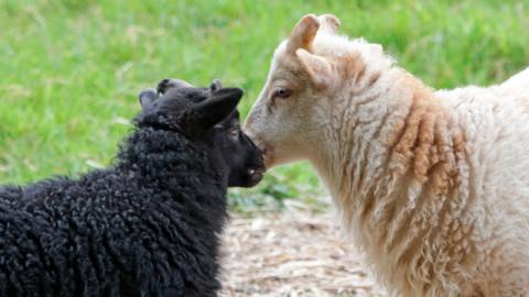 A black sheep and a white sheep standing close, facing each other.