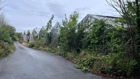 An old greenhouse site overgrown with vines and other plants