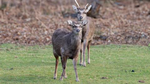 Two deer on an area of green grass, looking at the camera.