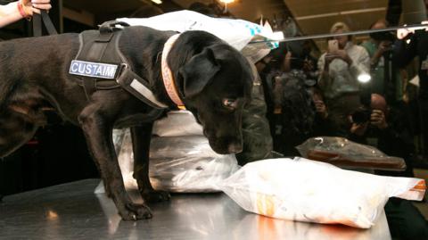 A black dog with the Irish languge word for "custom" on their harness, inspects the contents of a clear plastic bag.