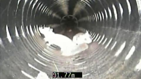 Two squirrels moving around inside a cylindrical drain