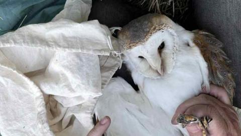 Brown and white barn owl photographed