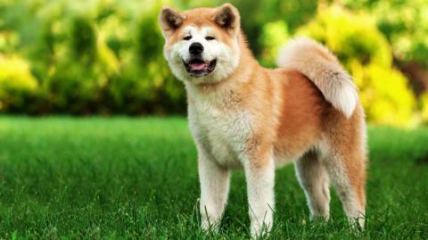 A fox like breed of dog with a white muzzle and legs. 