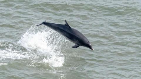 A bottlenose dolphin breaches in the North Sea