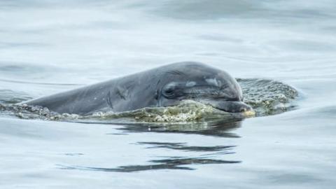 A dolphin, its head quite scarred, peeping out of water