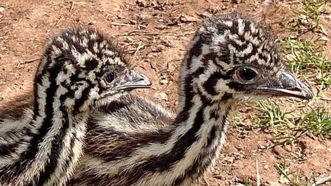 Emus