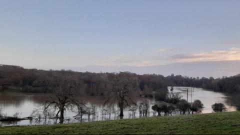 Clumps of trees sumberged in water with a green bank in the foreground.