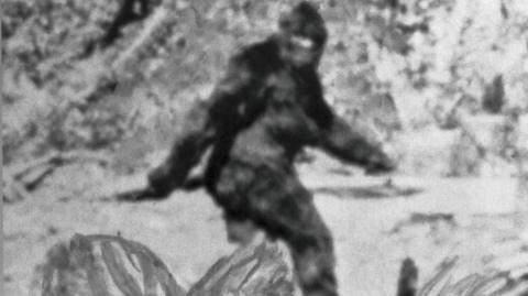 Black and white photograph of Bigfoot, who is a tall ape-like figure covered in black fur. He is pictured walking from the side, swinging his left arm in front of his body, and the left arm swinging behind him. There is a large amount of forestry pictured around him.