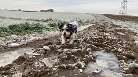 A little dog braves the ice in Needham Market, Suffolk