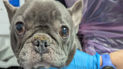 The face of a grey French bulldog. It has big brown eyes and is staring into the camera. A hand with a blue glove on can be seen in the background holding the dog. The person is also wearing a blue sports watch and purple apron. 