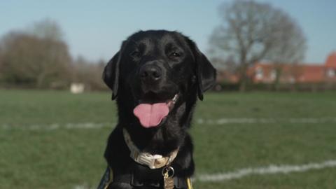 dog