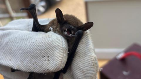 A hand wearing grey-white dirty gloves holding a very small bat. Its fangs, fur and limbs and ears are visible. 