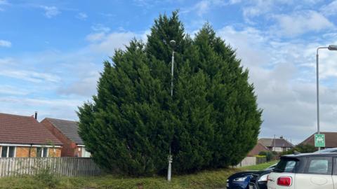 Two large conifer trees have grown around and above a street light. A row of residential homes can be seen behind the trees. Three cars are parked in a row on the right side of the picture.