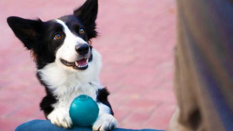 A dog with a ball between its paws, which are resting on someone's lap
