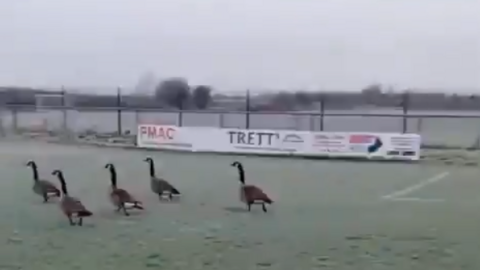 Five geese running across the pitch at West Allotment Celtic FC's grounds. The geese are brown with long, black necks. Advertising boards can be seen in the background and the corner of the penalty box is to the right.