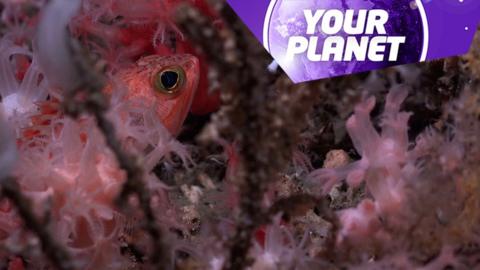 A fish in a coral reef and the Your Planet logo