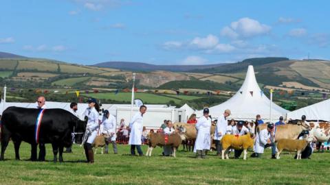 Animals lined up in the showring with their handlers wearing white coats.