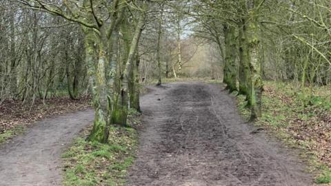 A muddy track going through a tree-lined woodland