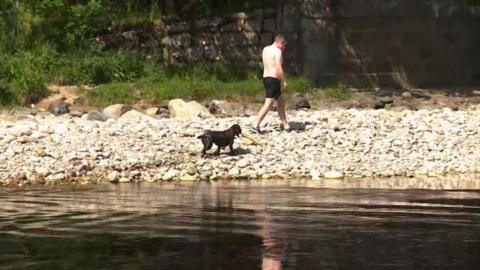 A man in shorts walks along a river on a hot day, followed by a dog with a stick.