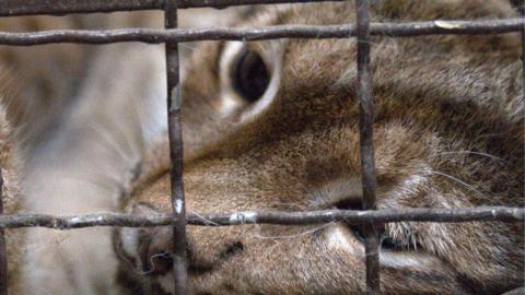 A light brown lynx putting her paw through a gap in her cage towards the camera while lying down