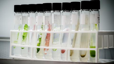 A row of ten test tubes containing different coloured microalgae.