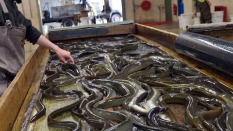 Lots of eels are on a counter. A hand is touching one. The person is mostly out of shot but is wearing overalls. 