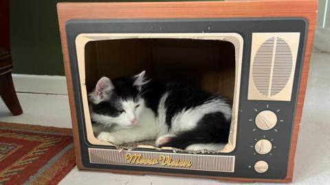 Black and white kitten curled up in a cat basket that looks like an old television set