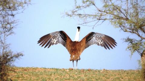 Great Indian Bustard