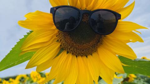 Sunflower