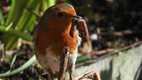 A robin with a fat worm in its beak.