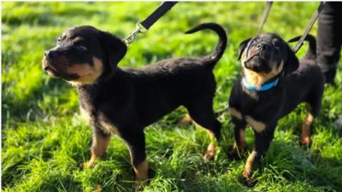 Two brown and tan puppies in a sunny field