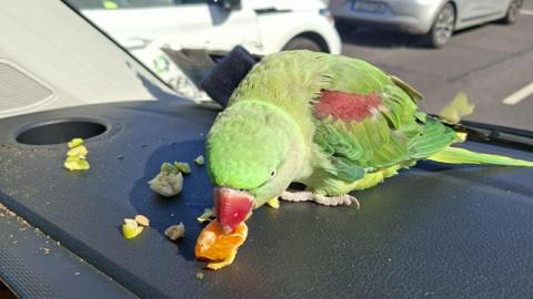 A green parrot eating an orange on a black surface.