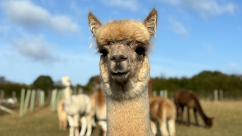 A white alpaca looking at the camera