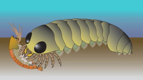 An illustration of what the Mollisonia animal might have looked like. 