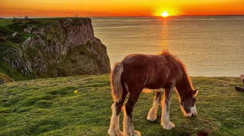 A horse is grazing on some grass with the cliff edge seen behind and the sun setting in the distance.