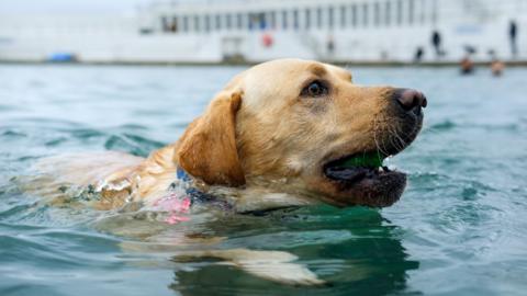 A labrador dog with a tennis ball in its mouth swims in an art deco outdoor swimming pool.