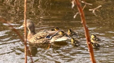 Mother duck, brown, swims in brown water followed by her ducklings