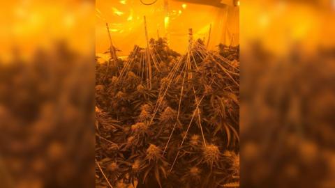 A dense indoor planting filled with leafy plants under warm orange grow lights. Strings and stakes are arranged above and among the plants to support heavy branches. The enclosed space appears carefully controlled, with reflective walls and even lighting throughout.