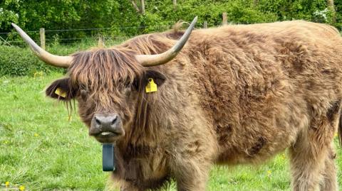 A Highland cow wearing an electric collar