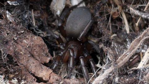 A photo of a small dark coloured spider buried in foliage at Orford Ness.