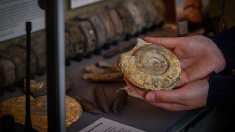A fossil is being held in someone's hands, in front of a display of larger fossils.