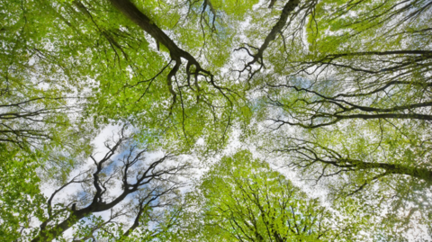A picture of trees taken from below looking upwards. The trees have dark coloured branches and bright green leaves.
