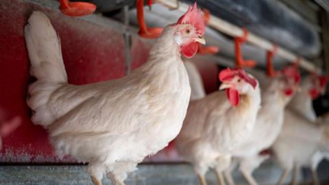 A row of white chickens with red crests stand in a line inside a barn.