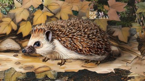 Illustration of a hedgehog surrounded by autumn leaves 