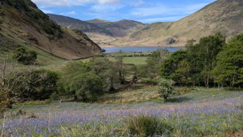 General view of the bluebells at Rannerdale in the Lake District, Cumbria, with Crummock Water in the distance. Beyond the lake mountains rise up into a blue sky dotted with light clouds.