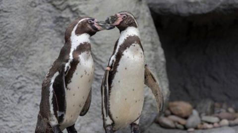 Two penguins touching beaks, standing in front of a boulder and smaller rocks