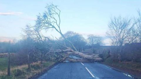 A trees blocks a road surrounded by fields