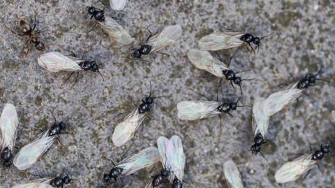 A close-up of several winged ants walking on a pavement.